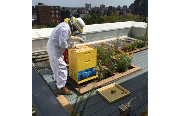 photo: Honey harvest on the roof.
