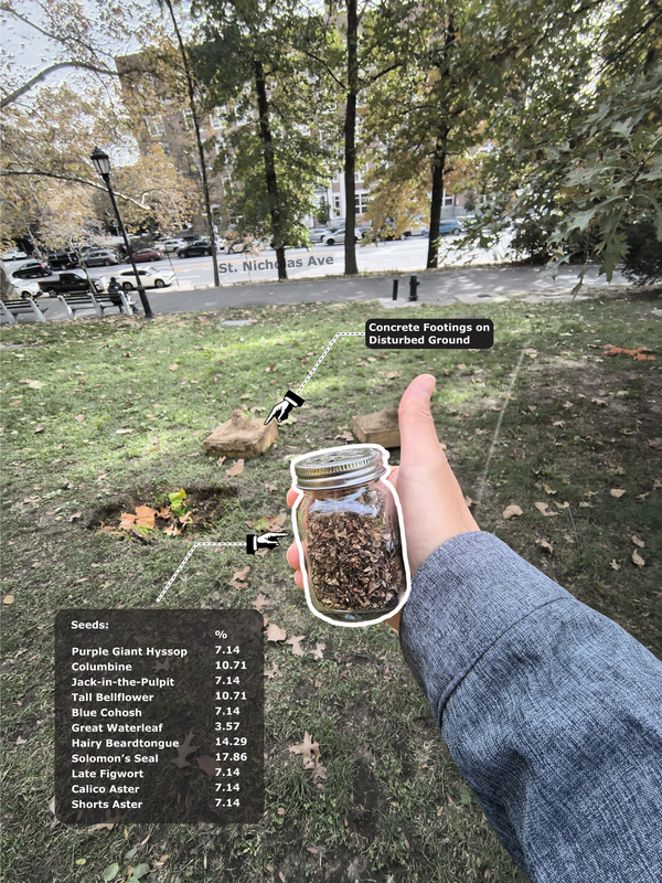 A first-person view in an urban park along St. Nicholas Ave, showing a hand holding a glass jar filled with seeds. An overlay details a seed mix percentage list (including Purple Giant Hyssop, Columbine, Solomon’s Seal, and others), with pointers indicating concrete footings on disturbed ground in the grass.